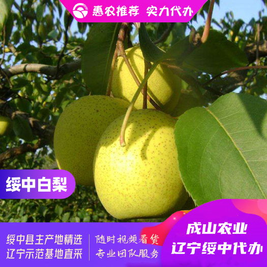 绥中白梨主产区优质货源实力代办，128起步光果，生鲜商超优选