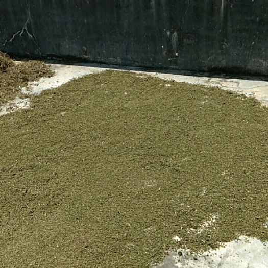 宁都县 种植基地江西中花吴茱萸出售