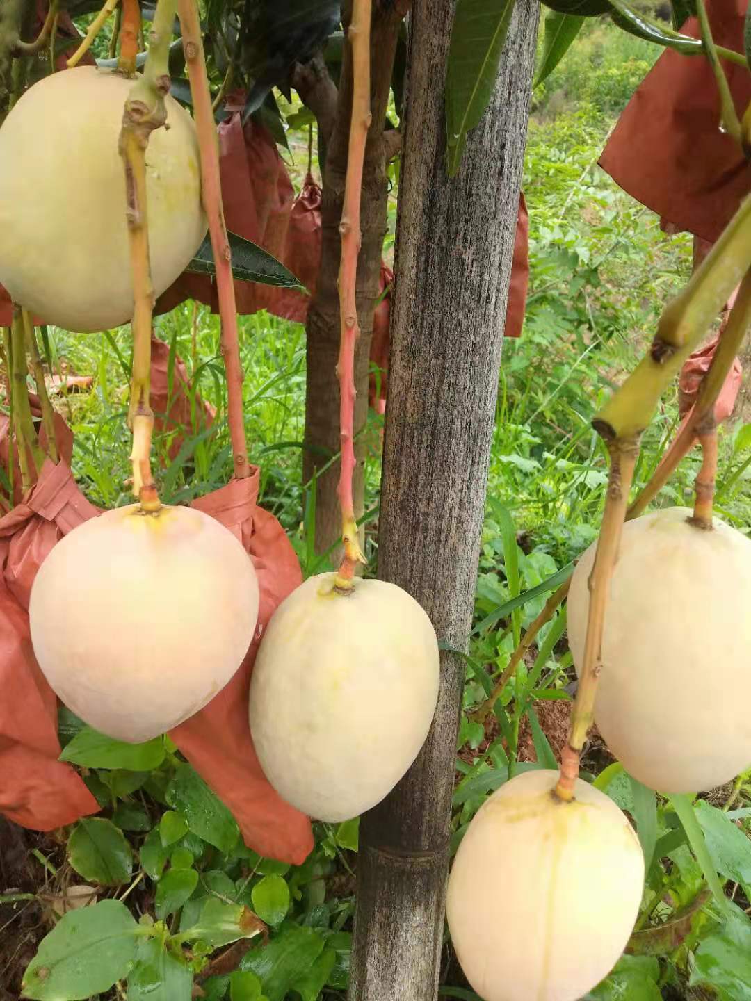  丽江市华坪县芒果，种植户直接发货，果子颜色美，味道甜，价格美