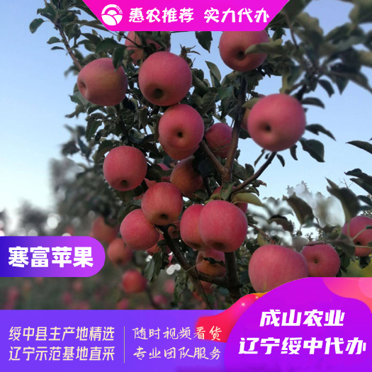 绥中寒富苹果主产区优质货源代办，75起步条红，生鲜商超优选