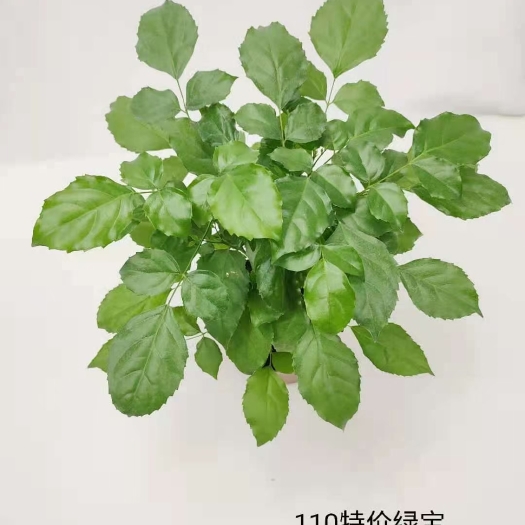 广州绿宝幸福树盆栽平安发财树植物客厅室内四季常绿桌面绿植花卉盆