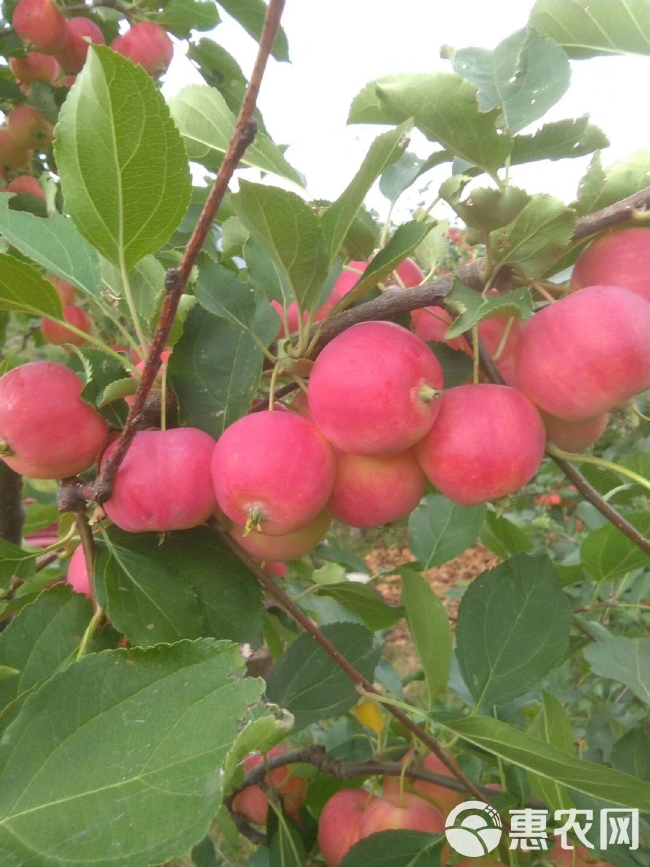 赤峰沙果，123小苹果