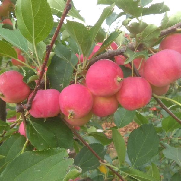 赤峰沙果，123小苹果