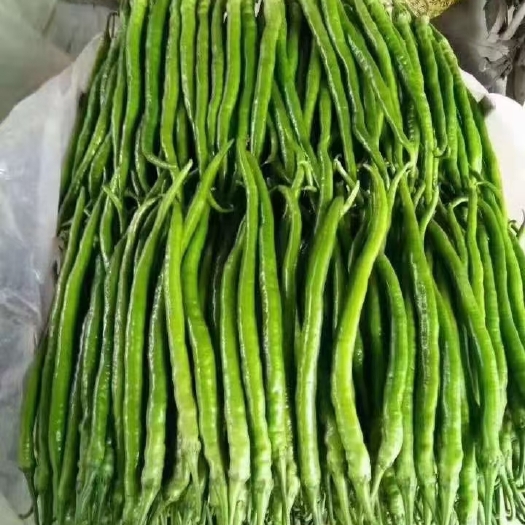 六盘水 六盘水线椒 一指椒 欢迎大家收购 量大从优