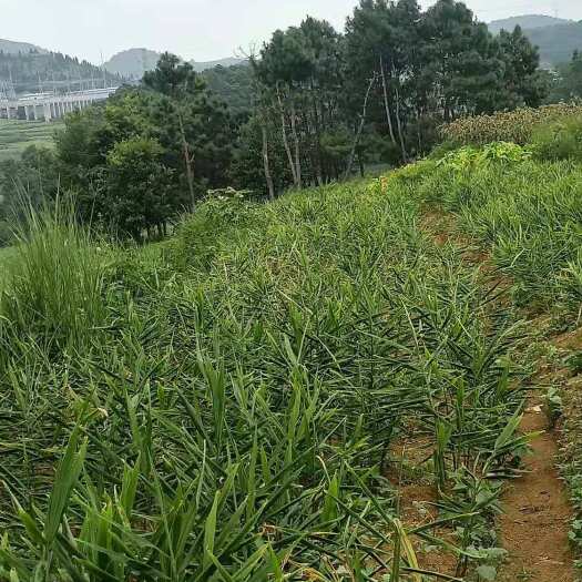 安龙县批发出 售大量 二黄姜