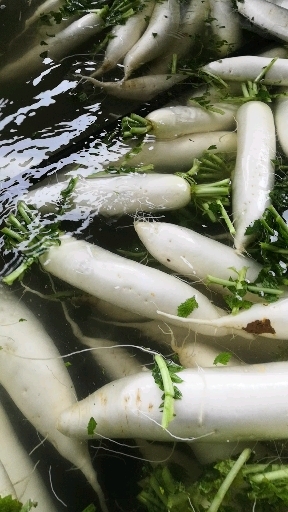 威宁县 白萝卜