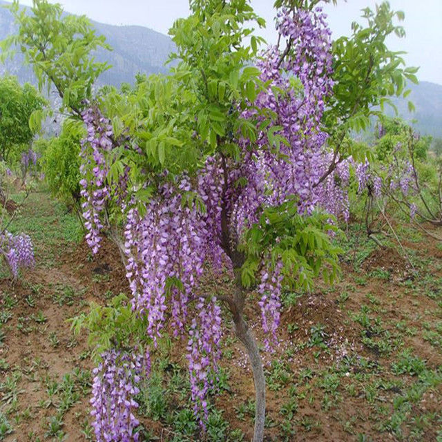 豐花紫藤樹苗紫羅蘭四季藤蔓日本長穗紫藤屋頂花園圍墻包郵批發(fā)價