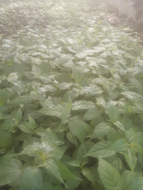 通草苗  通草种苗批发零售