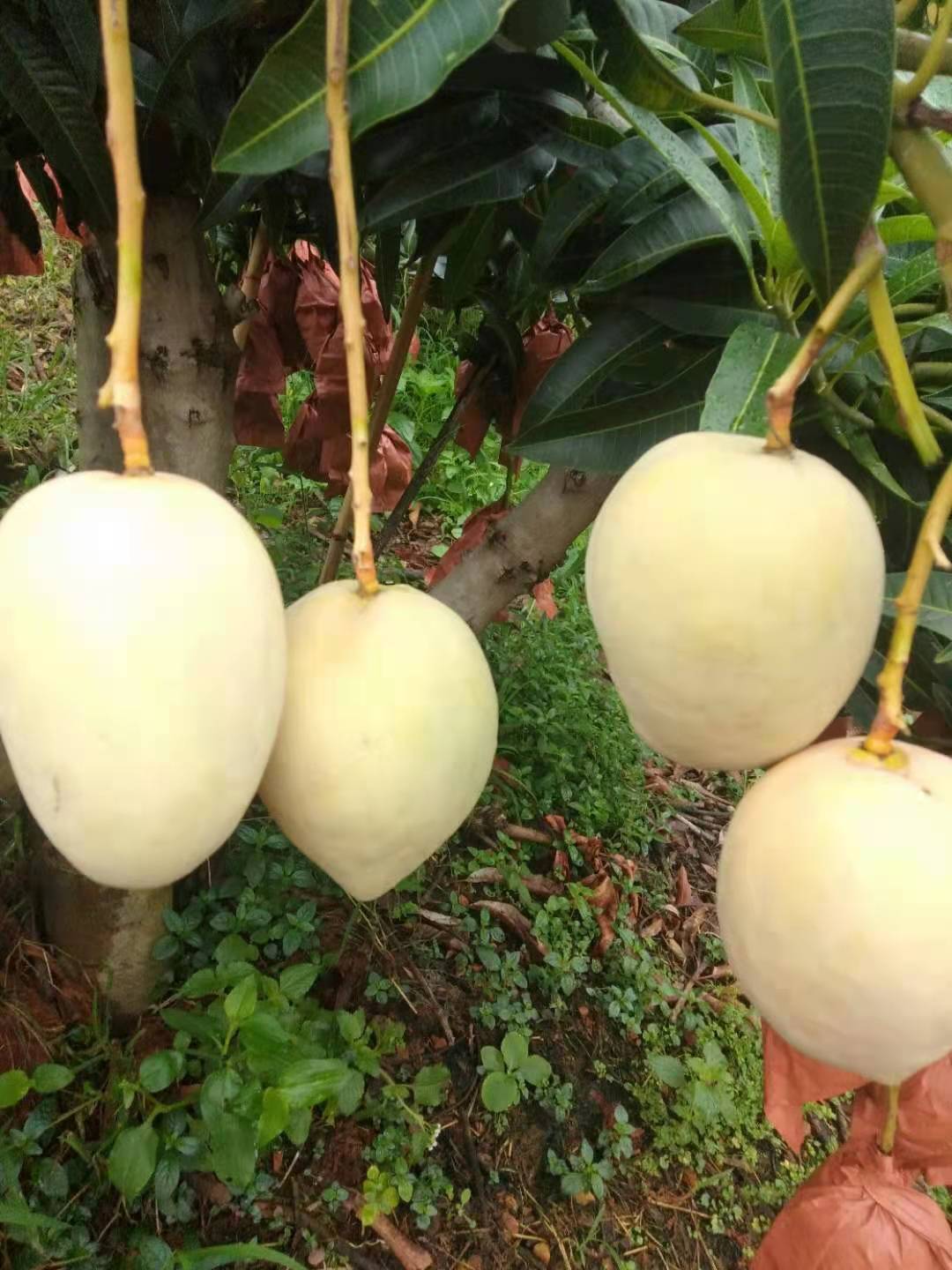  丽江市华坪县芒果，种植户直接发货，果子颜色美，味道甜，价格美