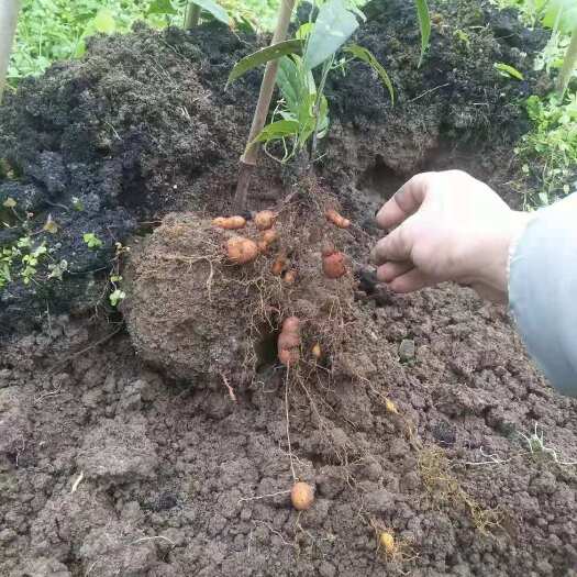 江油市金果榄  基地出售中药材()籽育苗