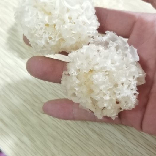 武汉椴木银耳。野生银耳。水洗椴木银耳