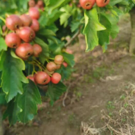 平邑县沂蒙山七月红新鲜山楂