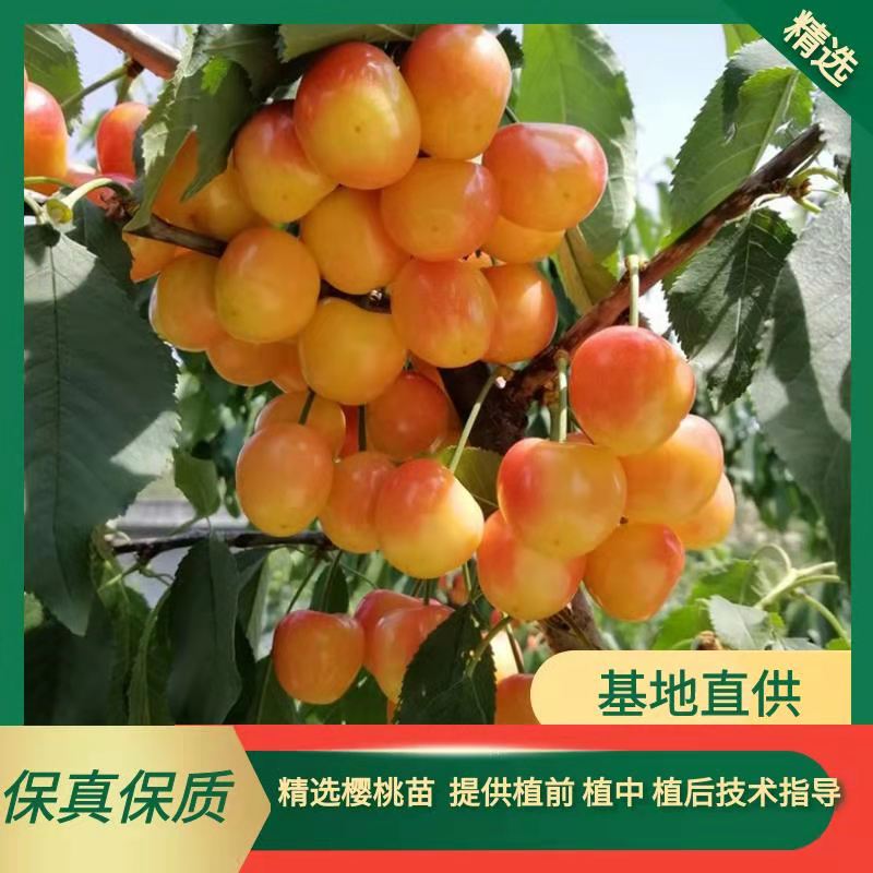 泰安组培吉塞拉6号樱桃砧木矮化樱桃根系品种介绍