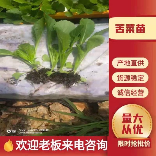 陆良县大白菜苗  云南文涛种苗基地供应链管理有限公司