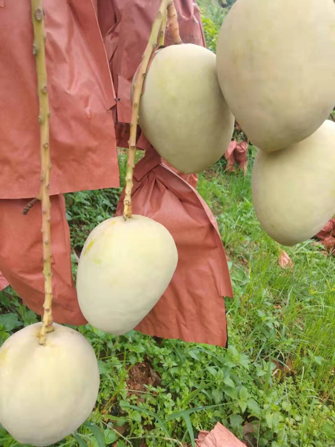  丽江市华坪县芒果，种植户直接发货，果子颜色美，味道甜，价格美