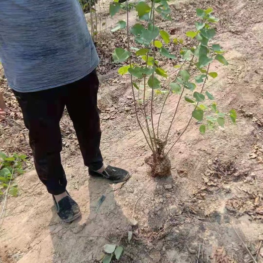 博野县紫丁香 丁香绿篱大量销售中价格优惠质量好数量大