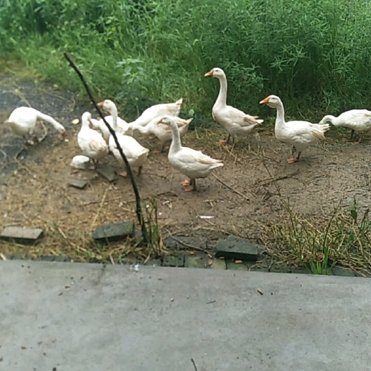 芜湖白鹅 鹅