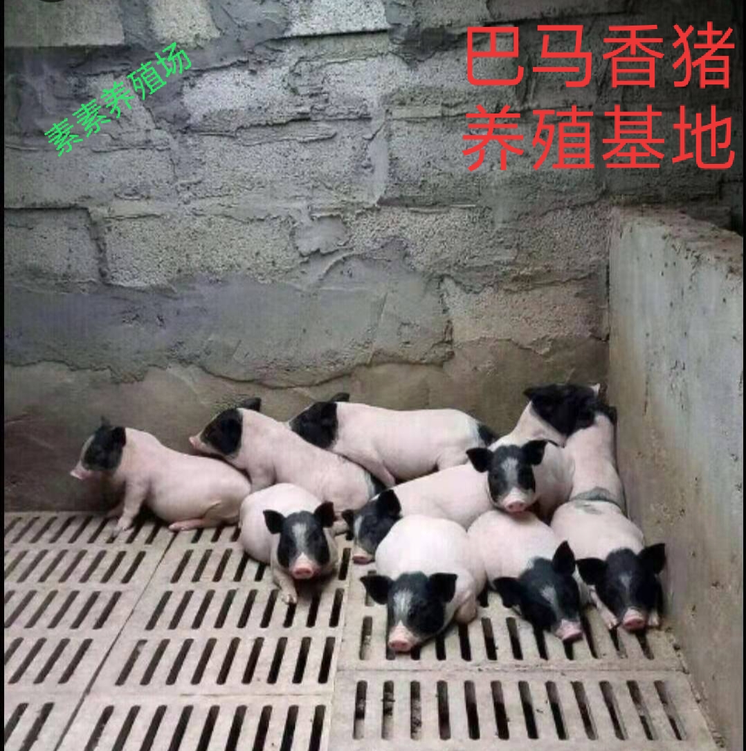 香猪苗  香猪，自家养殖，保证纯种健康运输途中伤亡包赔。