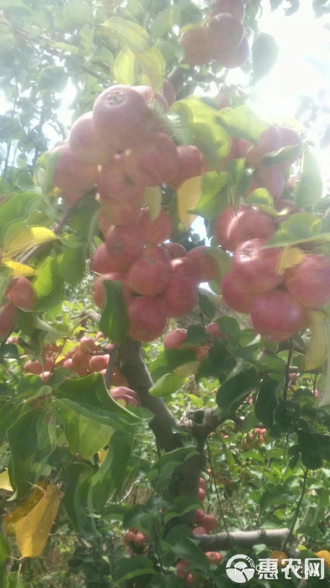 赤峰沙果，123小苹果