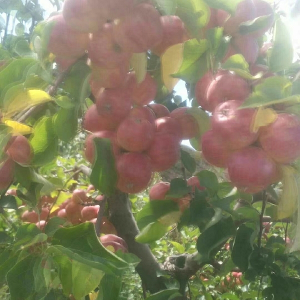 赤峰沙果，123小苹果