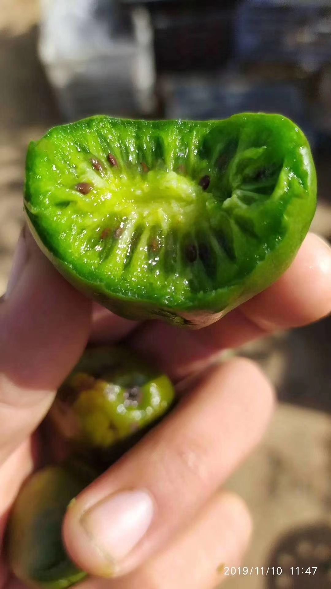 自花授粉软枣猕猴桃苗龙城二号丹东特产奇异果苗当年结果树包邮