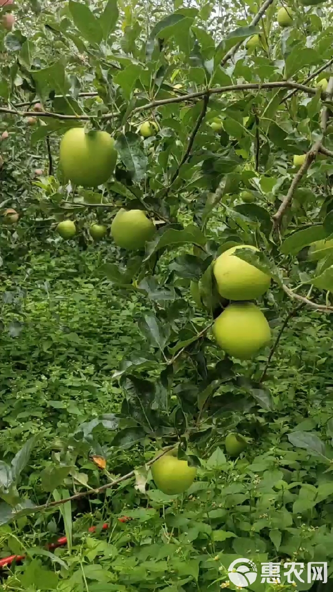 青苹果  苹果