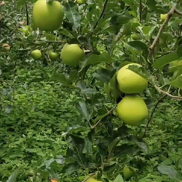 青苹果  苹果