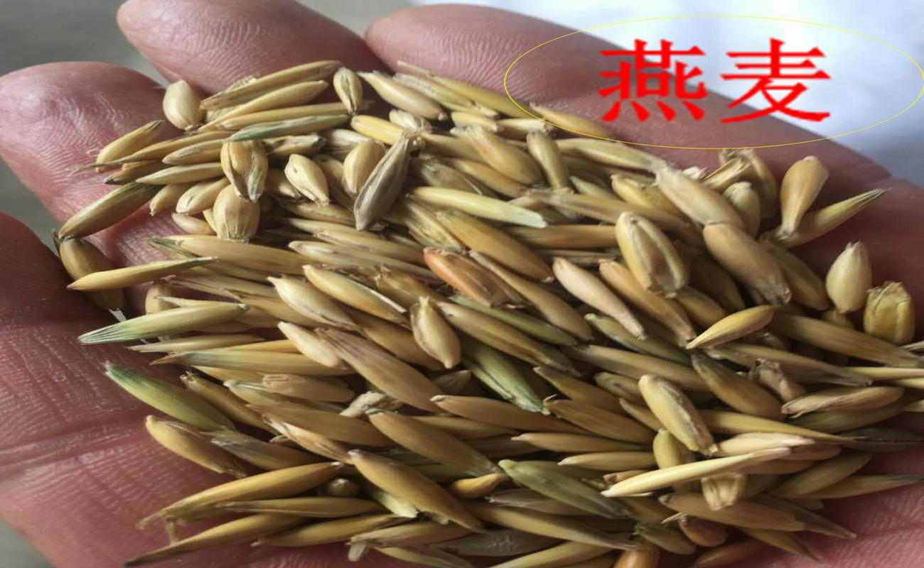 长沙燕麦草种子  牧草种子燕麦养殖饲料作物黄燕麦白燕麦农业养殖用