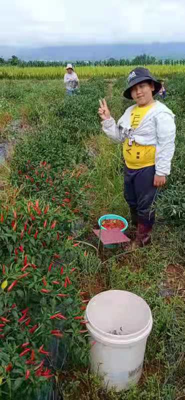 景谷县朝天椒 云南省普洱市景谷傣族彝族自治县 