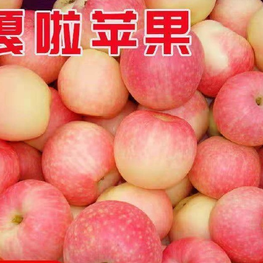 绥中县 现摘嘎啦苹果新鲜应季水果当季脆甜红