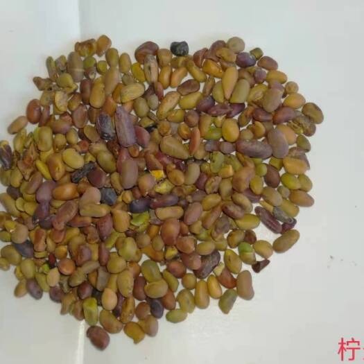 长沙柠条种子 林灌木种子小柠条大柠条防水土流失多年生护坡绿化林木
