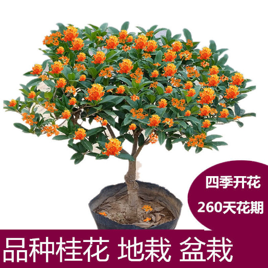南宁桂花树苗桂花苗盆栽室内外庭院花卉绿植金桂丹桂沉香桂四季桂盆景
