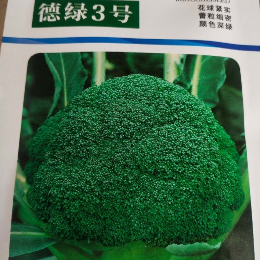 西兰花种子 耐，  寒德绿3号        欧兰德