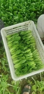 曹县上海青小白菜