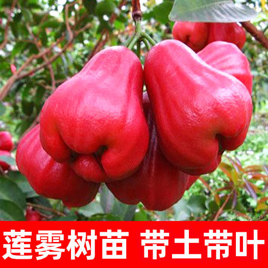 灵山县黑金刚莲雾苗 嫁接苗 