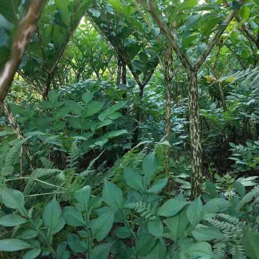 大方县花魔芋  （产地直销）成品魔芋，。。。。