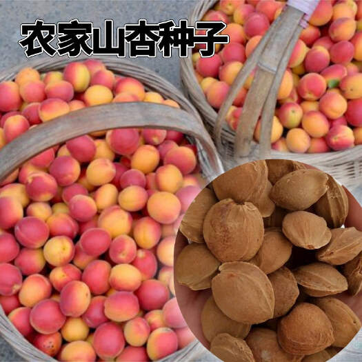 山杏种子杏核杏树种子全国大量供货
