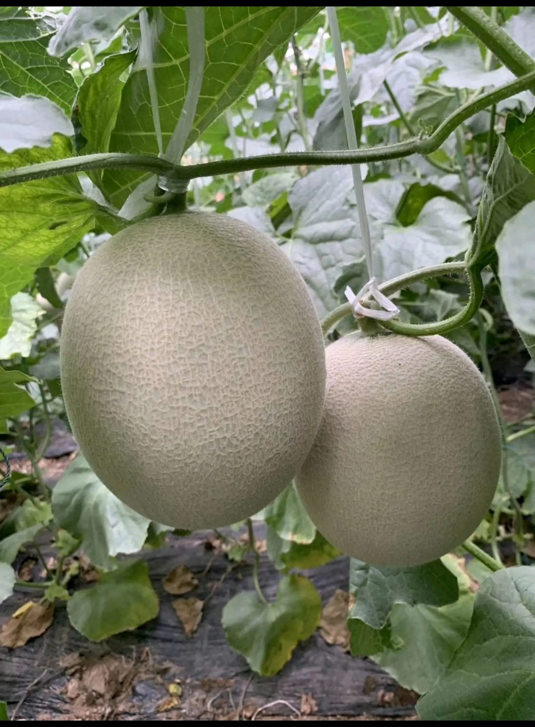 网纹瓜海阳网纹玫珑蜜瓜哈密瓜对接电商微商社区团购一件代发包邮