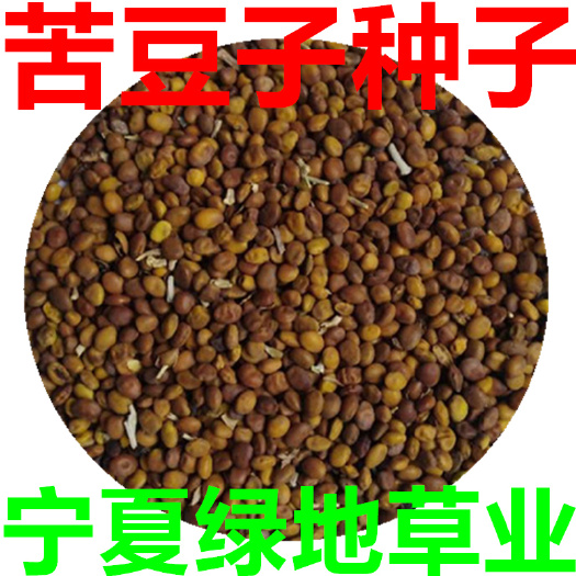 苦豆子苗  牧草种子苦豆子葫芦巴抗旱耐寒牛羊马兔养殖饲草绿肥草种子大量供