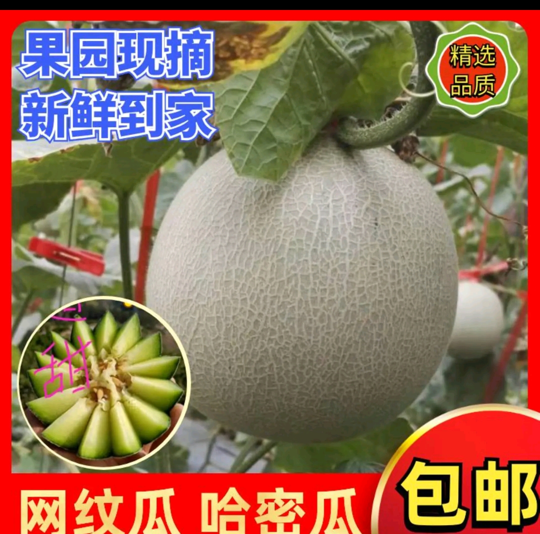 网纹瓜海阳网纹玫珑蜜瓜哈密瓜对接电商微商社区团购一件代发包邮