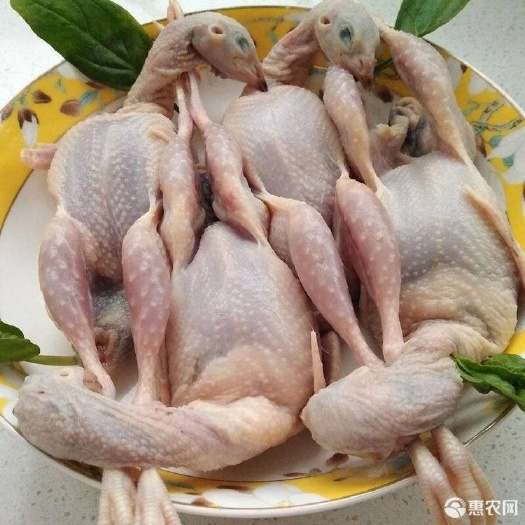 成都 鹌鹑
