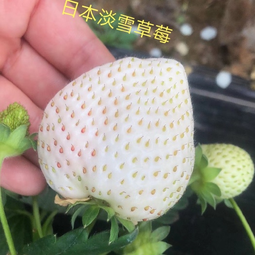 肥城市淡雪草莓种苗  白草莓苗 日本淡雪草莓苗 品种纯正 现起苗成活率高