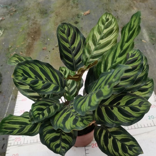 广州 孔雀竹芋室内水培盆栽四季常青紫背喜阴植物吸甲醛净化空气包邮