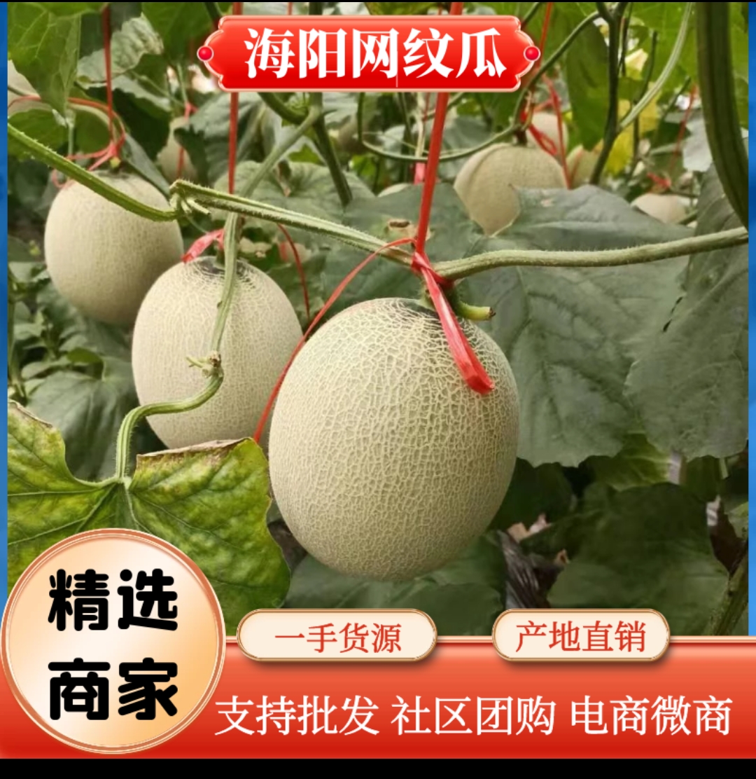 网纹瓜海阳网纹玫珑蜜瓜哈密瓜对接电商微商社区团购一件代发包邮