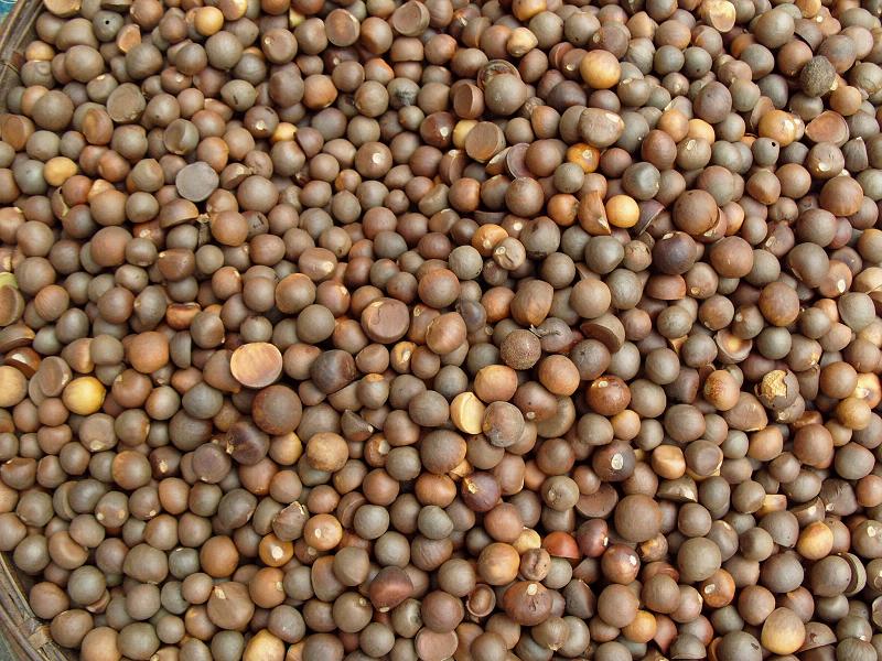 茶籽  广西柳州三江茶籽 出油率好  品质好