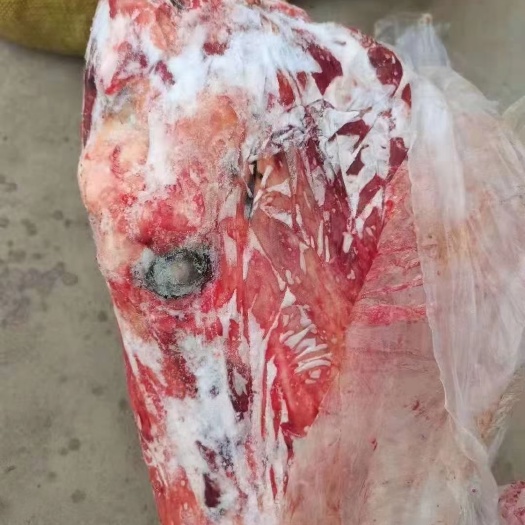 郑州驴头颜色新鲜质量好出肉率高