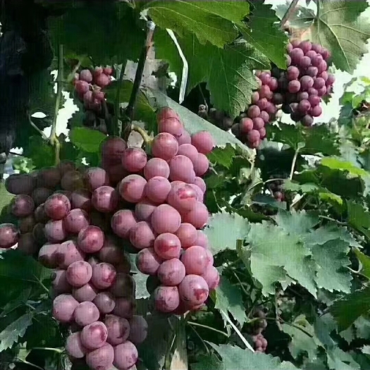 饶阳县巨峰葡萄，质量上等供应全国个大市场，商超