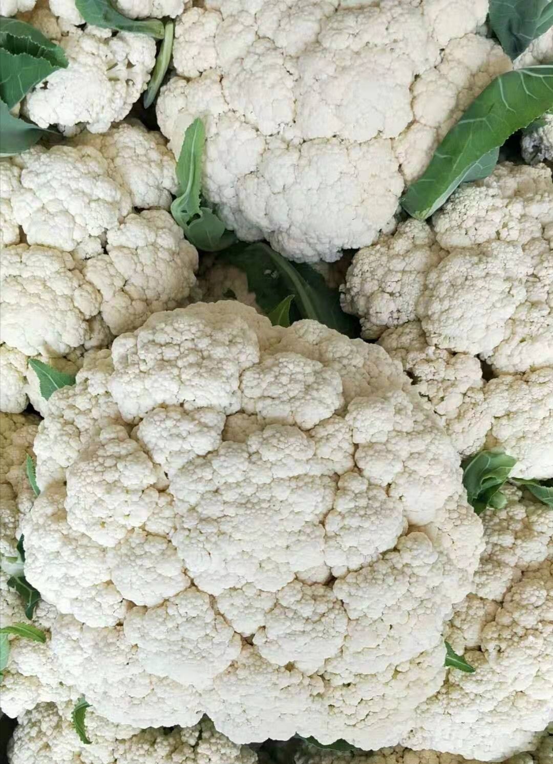 花椰菜苗  80天有机菜花苗 耐寒菜花苗 半松 晚熟品种