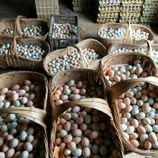 京山市林下散养土鸡蛋，粉绿，干净新鲜，生态无抗