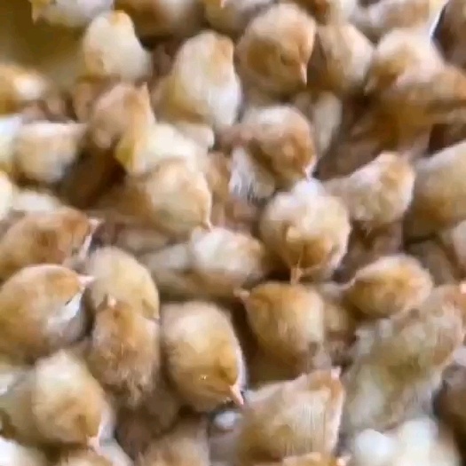 广州海兰褐蛋鸡苗
